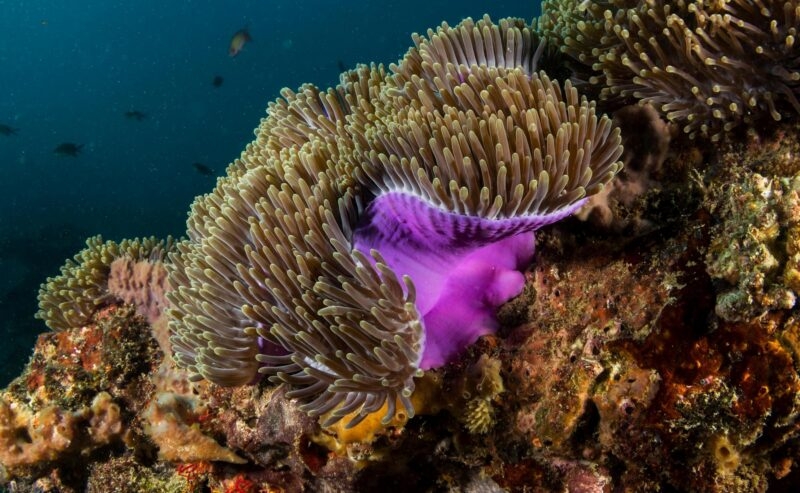 Detailed view of a bright purple sea anemone surrounded by reef coral in the Bazaruto Archipelago.