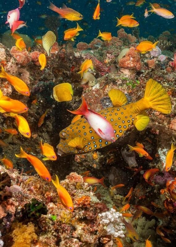 A yellow spotted boxfish and many small orange fish swimming over a colorful coral reef in Mozambique.