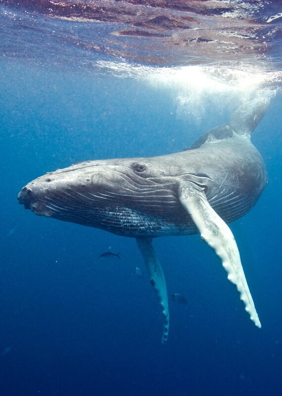 A large humpback whale swimming underwater with sunlight filtering through the surface of the ocean.