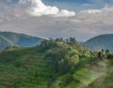 Lush green terraced hillsides with scattered trees and small houses under a cloudy blue sky in Bwindi Impenetrable Forest.