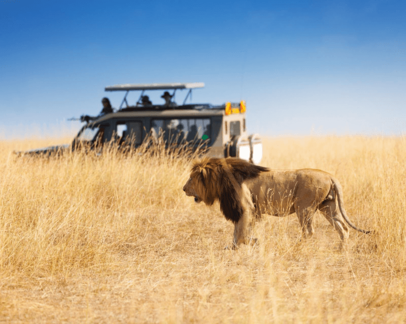 A lion walking through long savannah grass in the Maasai Mara is spotted by people on a safari vehicle in the background