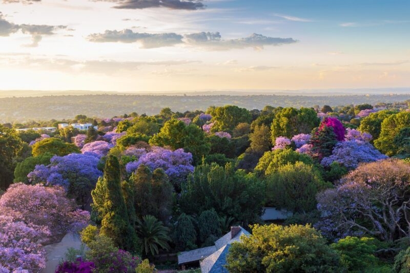 Aerial view of purple blooming Jacaranda trees in Johannesburg