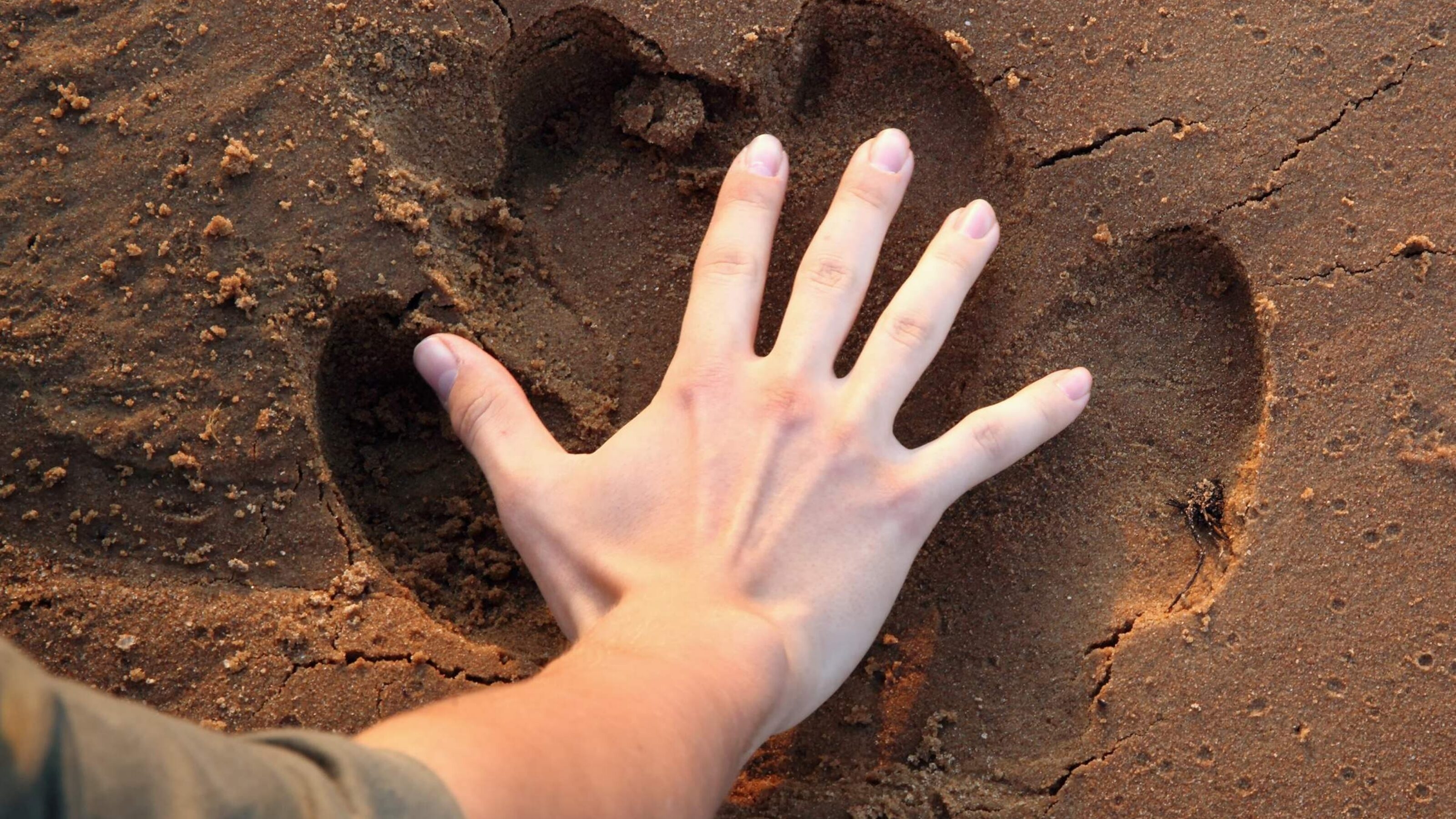 A man's hand in comparison to a hippo print in the ground