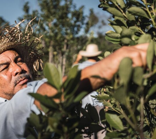 Close-up of a man in a straw hat working among green foliage in a sunlit field.