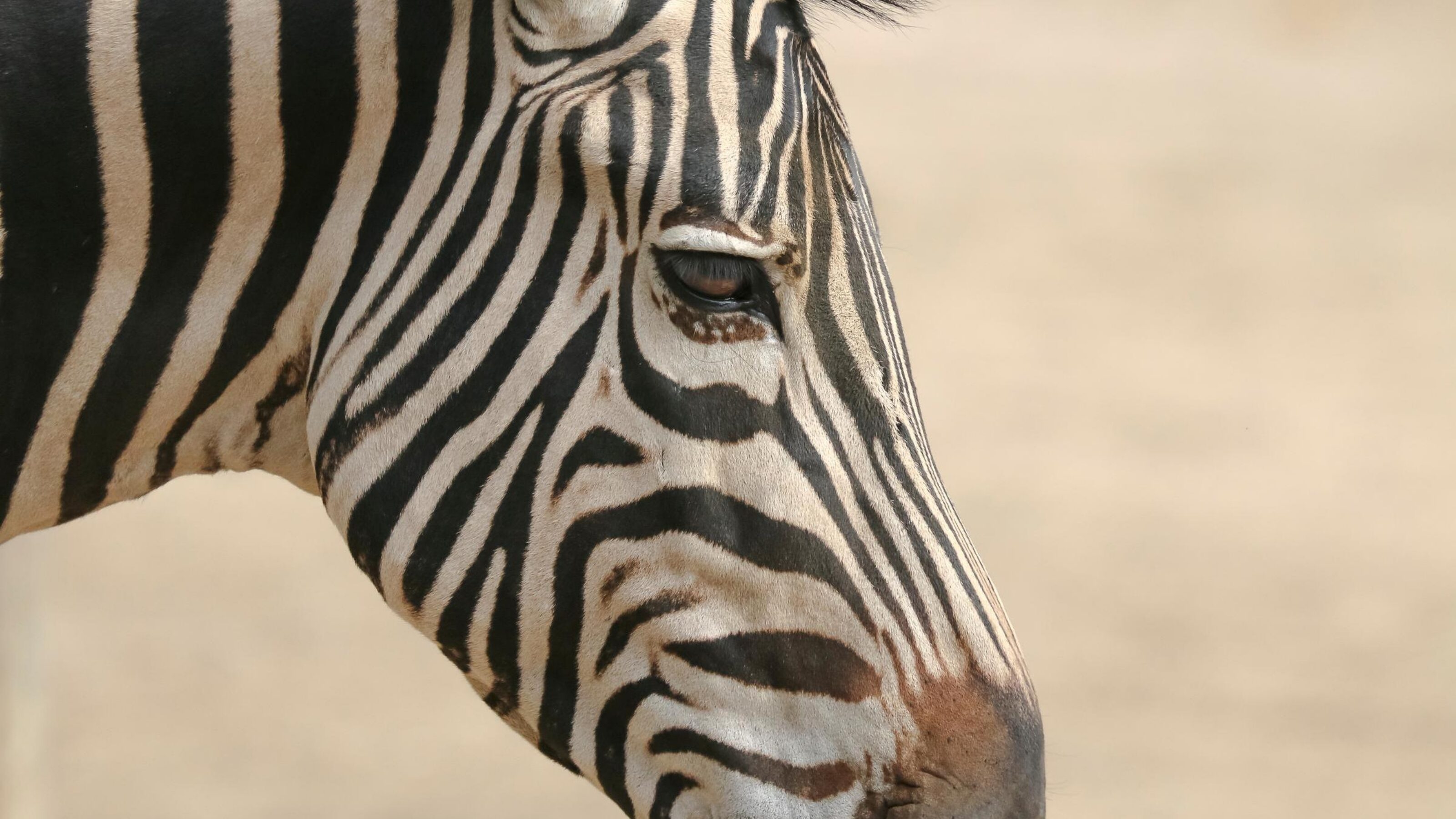 Close up photo of the face of a Grevy's zebra