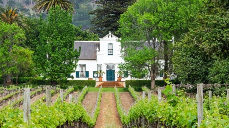 A white Cape Dutch style house with a thatched roof situated behind a green vineyard.