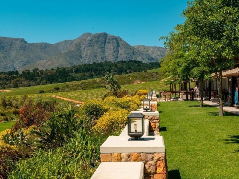 A white Cape Dutch style house with a thatched roof situated behind a green vineyard.