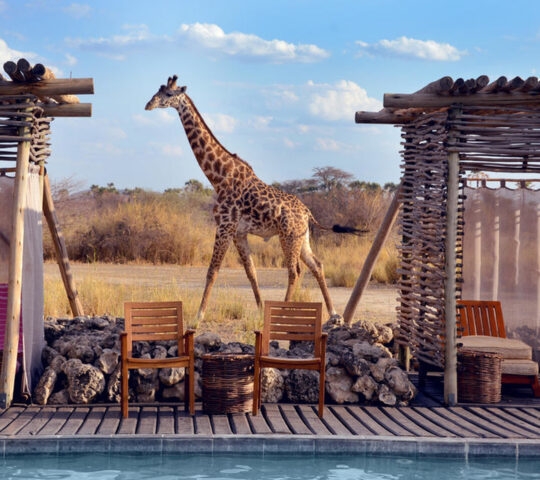 A giraffe walking past a poolside lounge area with wooden chairs and rustic shaded cabanas under a blue sky.