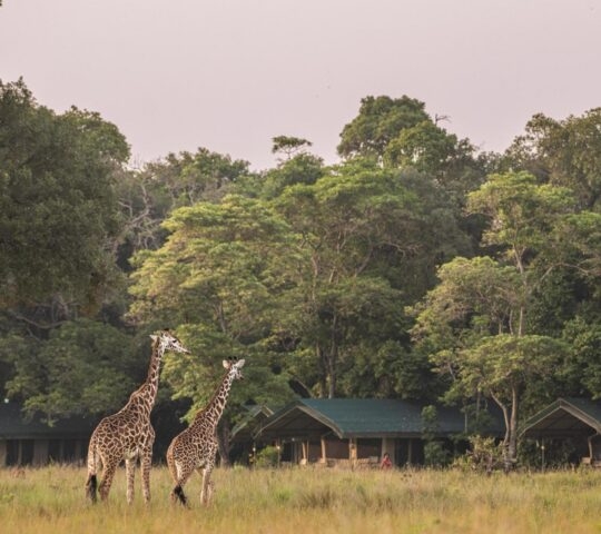 Two giraffes standing in a grassy field in front of safari tents and a lush green forest.