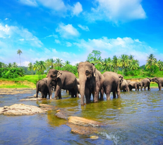 A herd of elephants stands in a wide, rocky river with a lush green tropical forest and blue sky in the distance.