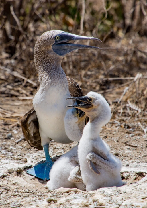 A blue-footed booby watches over its chicks, a group takes a leisurely boat trip in the Peruvian Amazon and a pair of jaguars rest in a Pantanal forest area.