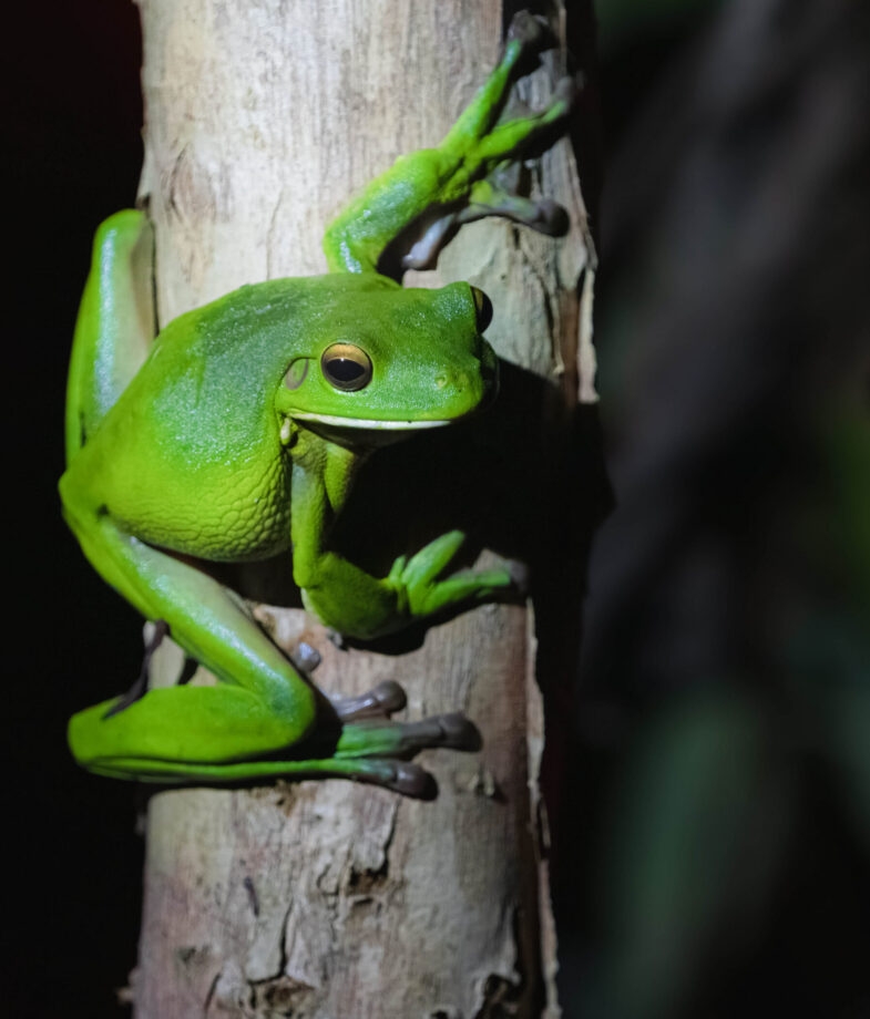 An Australian green tree frog clings to a branch in Daintree Rainforest and A freshwater crocodile wallows in Kakadu National Park.