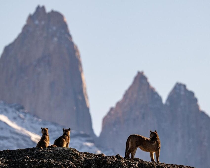 Three pumas silhouetted in front of Torres del Paine, Chile