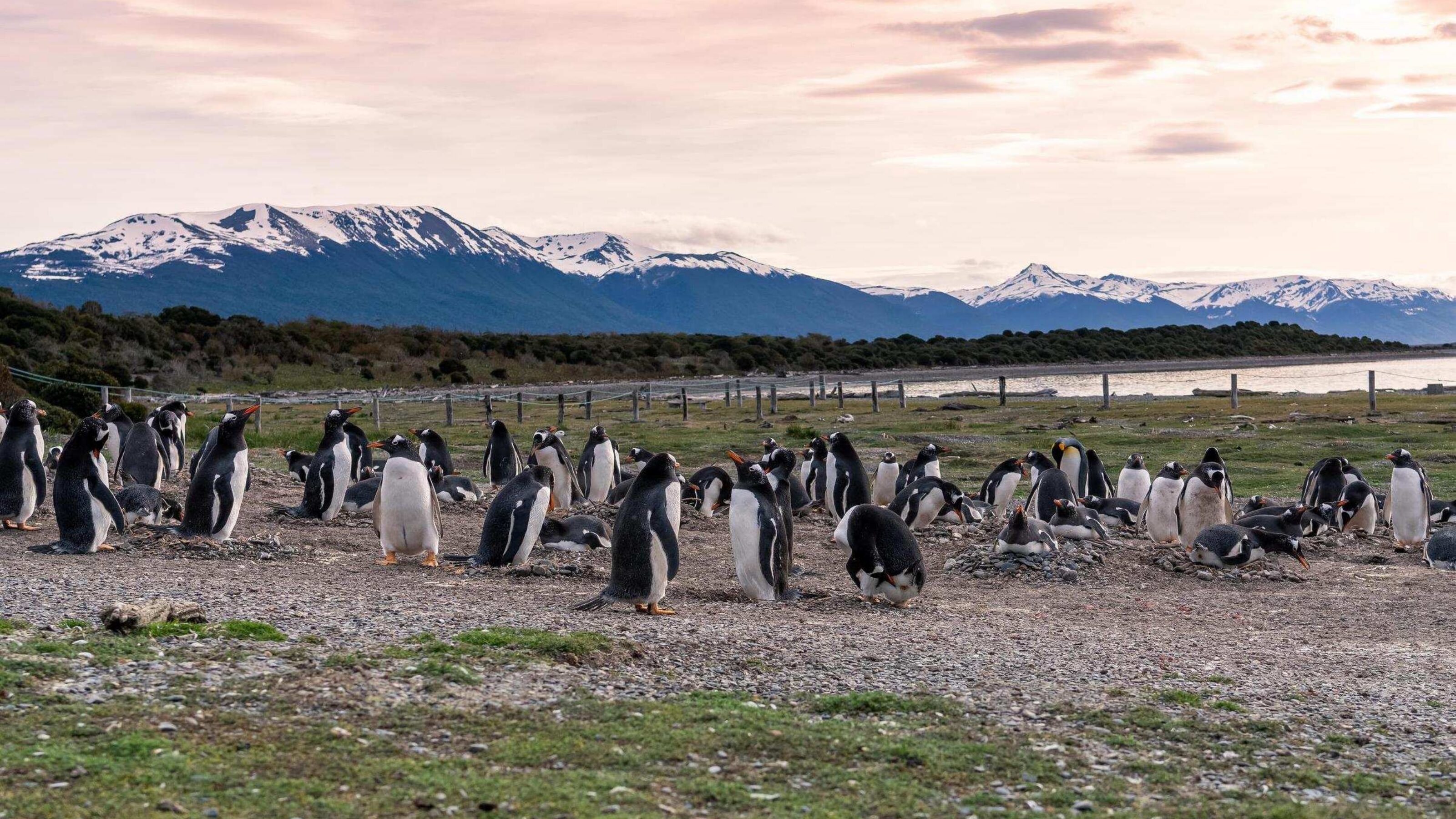 Penguins gathered on the grass with sunset sky and mountains in the background in Peninsula Valdes, Patagonia