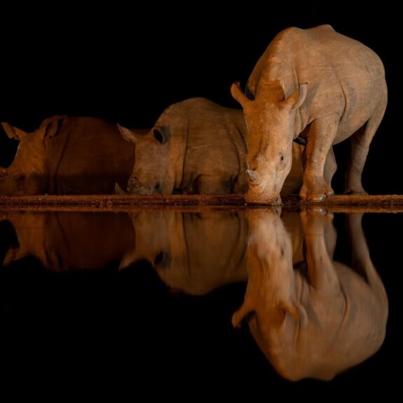 A Guide to Night Safaris thumbnail