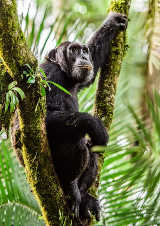 A chimpanzee surveys the forest from its tree perch, a watchful gaze from between the leaves and a pair of chimps sit together in the lush jungle.