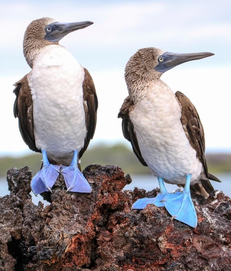 Spot blue footed boobies on a Galapagos cruise, or trek through the Patagonian wilderness in search of pumas
