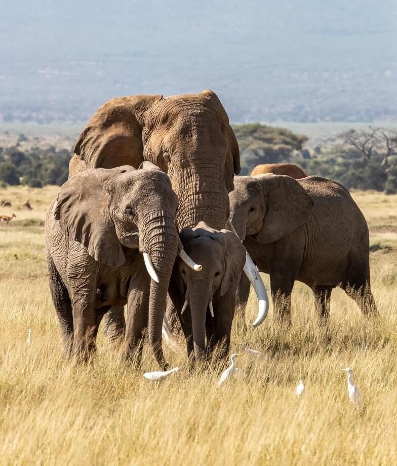 Explore the sliding rocks in The Matthews Range, or spot the abundance of elephants in Amboseli