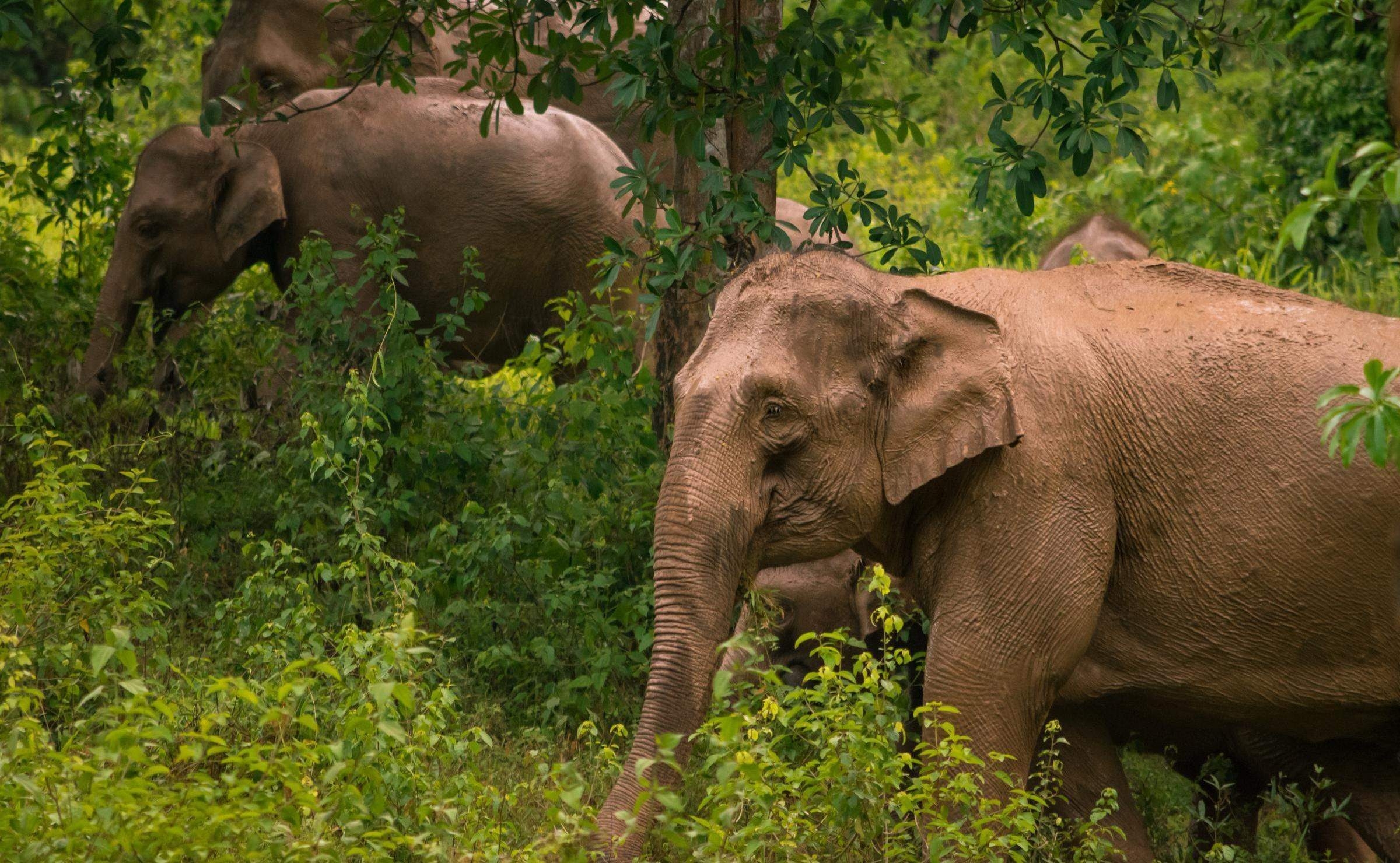 Close up of wild Asian elephants in Kui Buri national park, Thailand