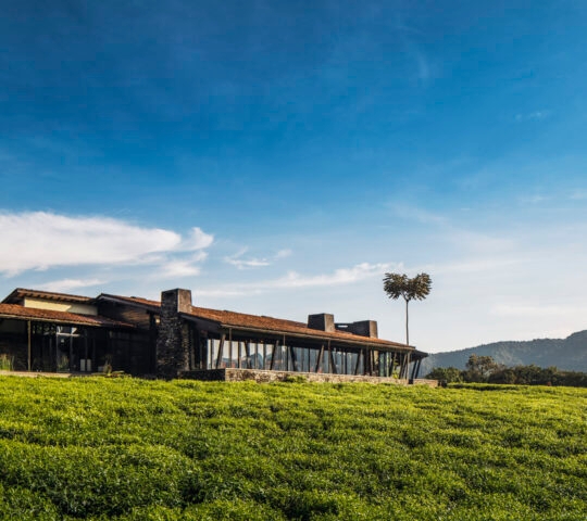 Modern lodge building of One&Only Nyungwe House surrounded by a vibrant green tea plantation and misty mountains.