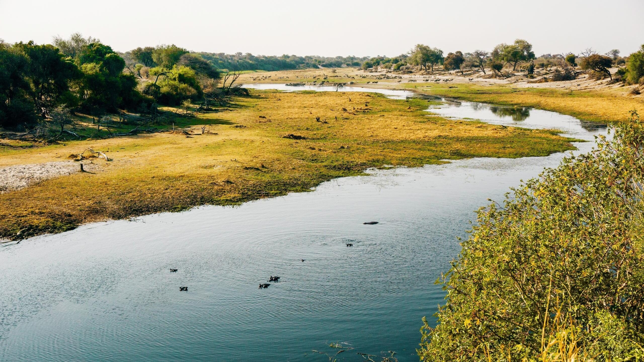 A winding river flows through a green African landscape with trees and distant wildlife under a clear sky.