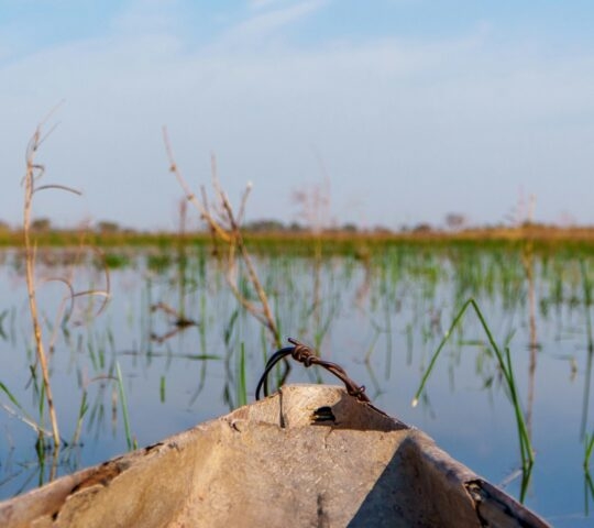 The front of a mokoro canoe pointing toward tall green reeds in shallow water under a blue sky.