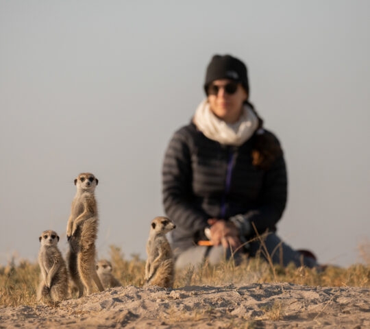 Three meerkats stand upright on a sandy mound in the foreground with a blurred person sitting in the background.