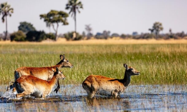 Luxury Green Season Family Safari