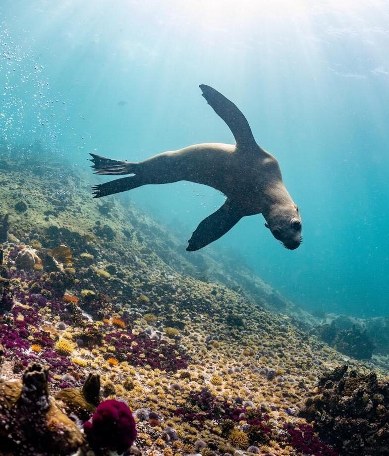 Harvesting organic cacao in Costa Rica, typically best from December to April, and observing Cape fur seals in South Africa’s Western Cape with a marine biologist, where they can be seen year-round.