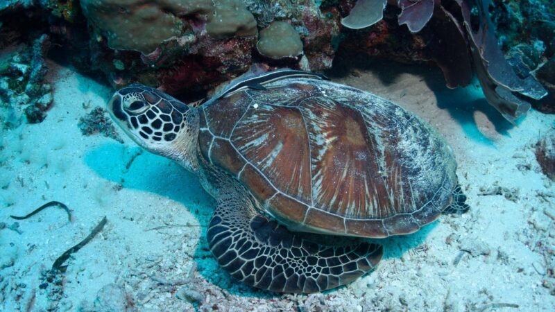 A green sea turtle resting on the seabed with a remora fish attached to its carapace.