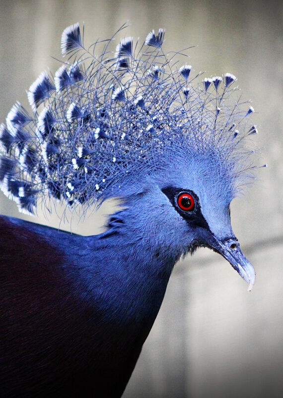Close-up of a Victoria crowned pigeon with intricate blue crest feathers and a red eye.