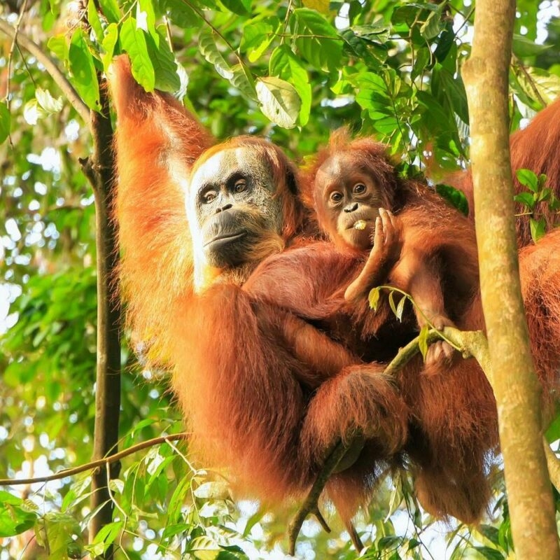An orangutan mother and her baby with orange fur sitting together in the leafy canopy of a jungle.