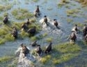 Aerial view of a buffalo herd in the Okavango Delta