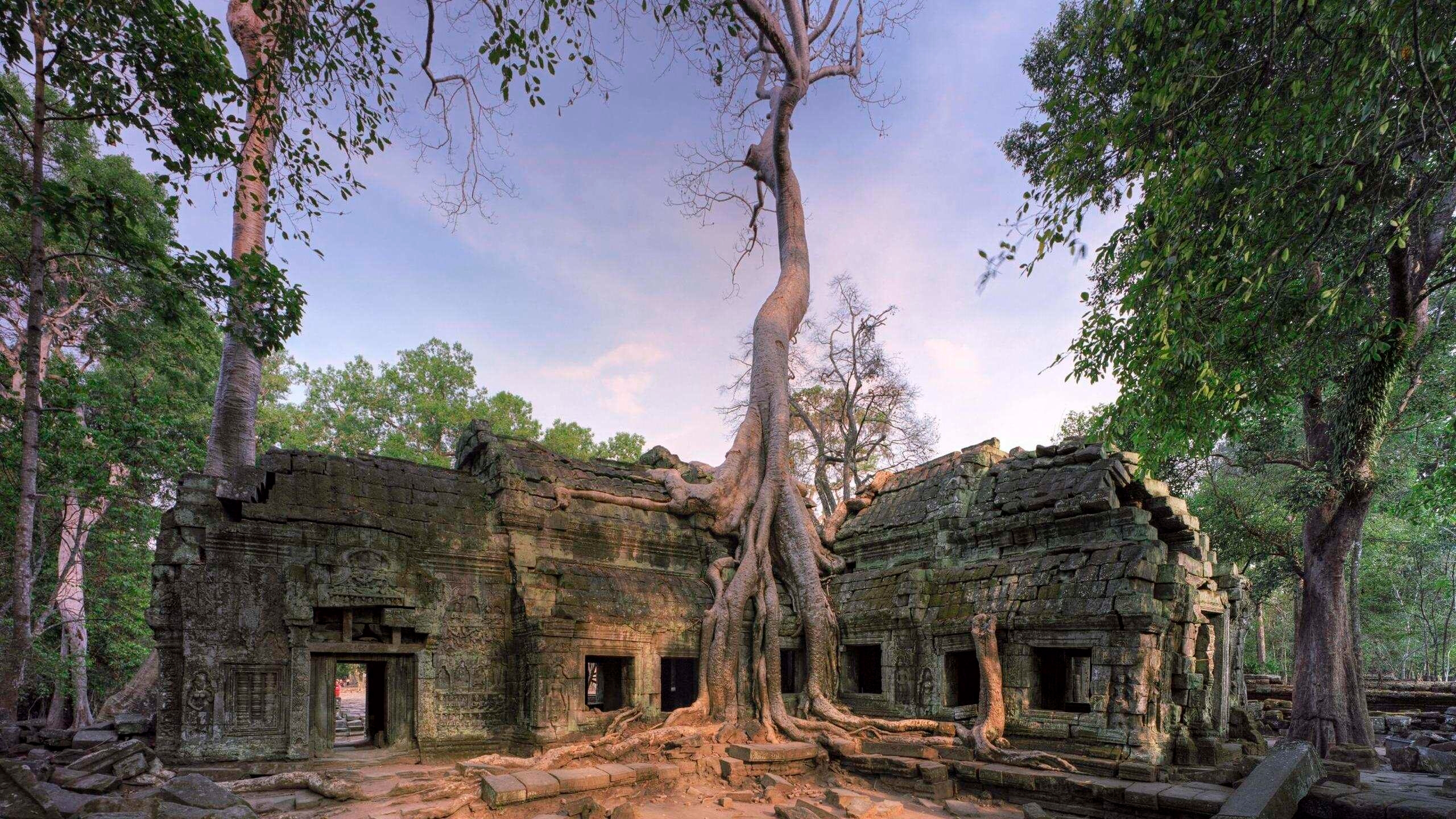 Thick, light-colored tree roots cascading over a carved stone entrance of an ancient jungle temple.