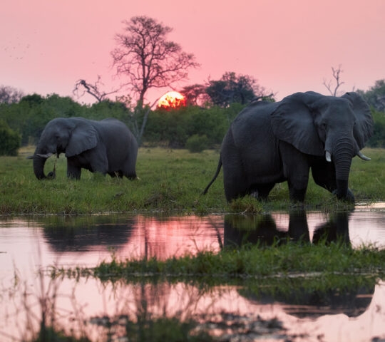 two elephants stood by the water's edge at sunset in the Okavango Delta