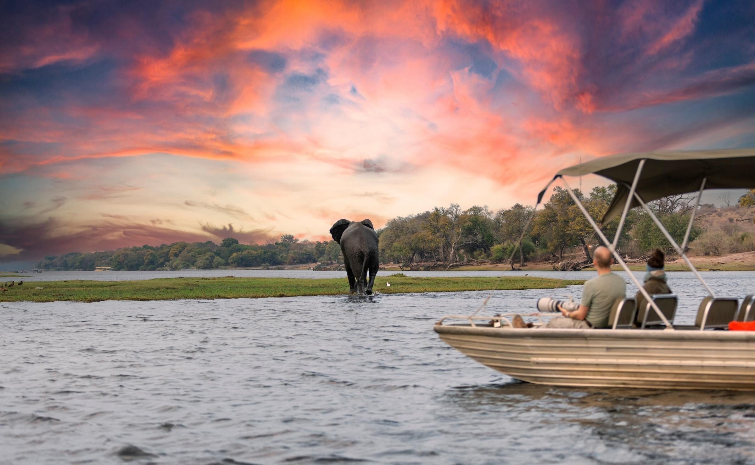 a boat sailing in the Okavango Delta at sunset with an elephant in the background