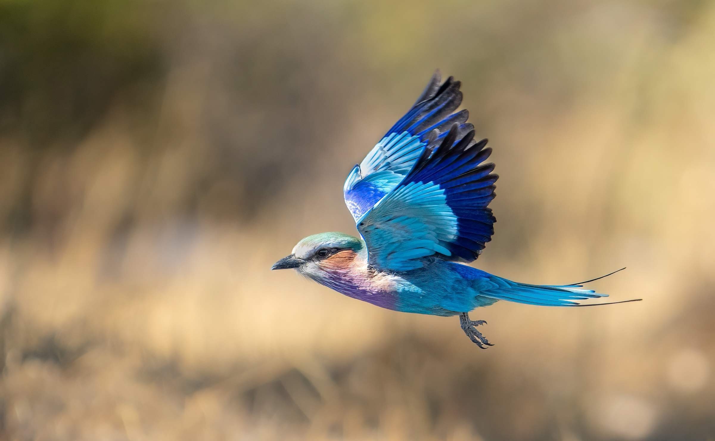 A lilac breasted roller in flight