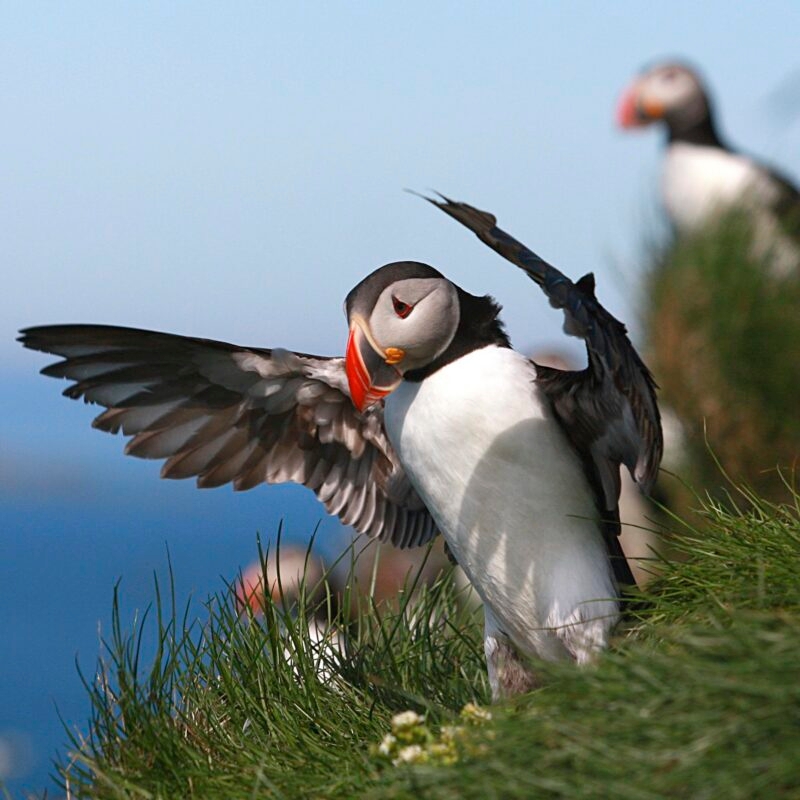 A puffin bird with open wings standing on a grassy cliff during an Iceland family vacation.