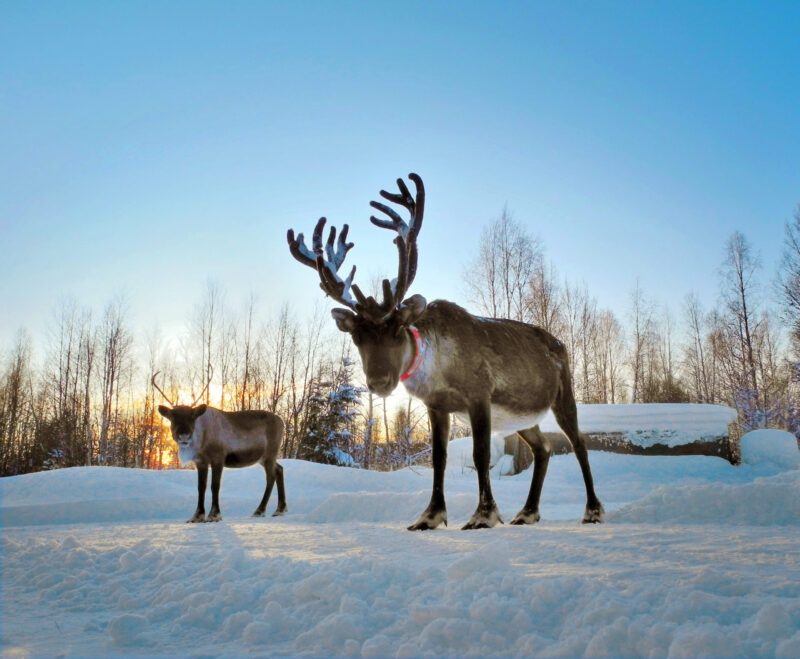 Reindeer standing in deep snow during a sunny winter day on an Iceland family vacation.
