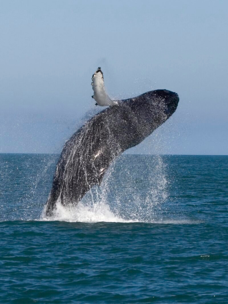 A whale jumping out of the ocean water during a whale watching tour on an Iceland family vacation.