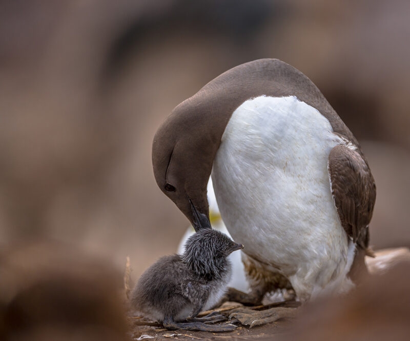 A bird tending to its small chick on a rocky ground during an Iceland family vacation.