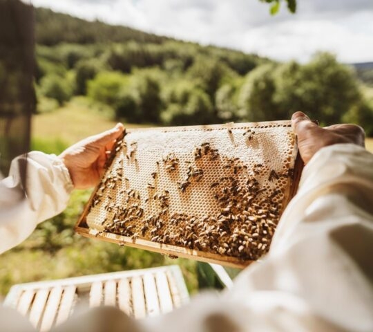 A man holding a sheet of honeycomb covered in bees at a beehive in Armenia