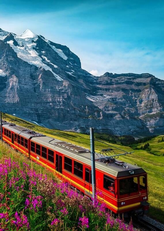 A red Swiss mountain train climbing a grassy slope with purple flowers and massive rock mountains in the background.