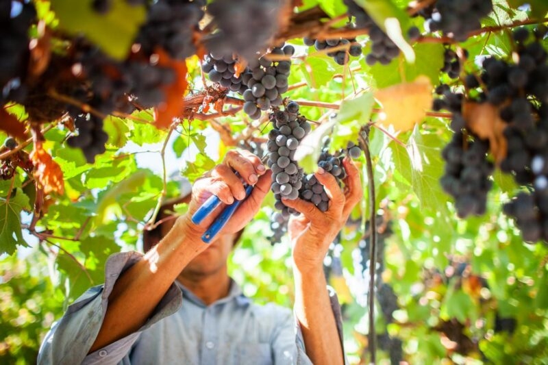 Close-up of hands using blue clippers to cut bunches of dark purple grapes from a leafy vine.