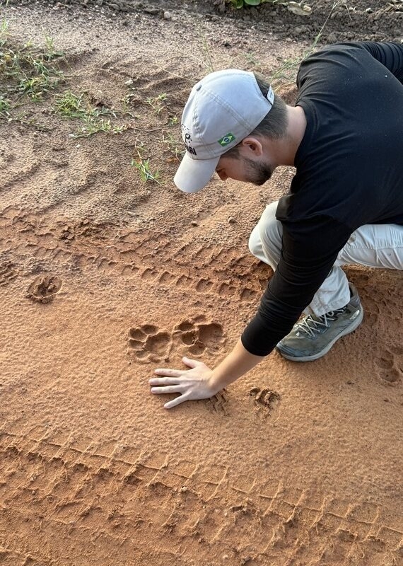 A person’s hand placed next to a large feline paw print in red sandy soil for size comparison.
