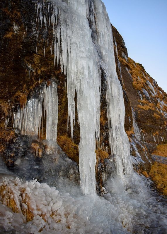 Large frozen icicles and thick columns of ice cling to a steep rocky cliff during winter in Iceland.