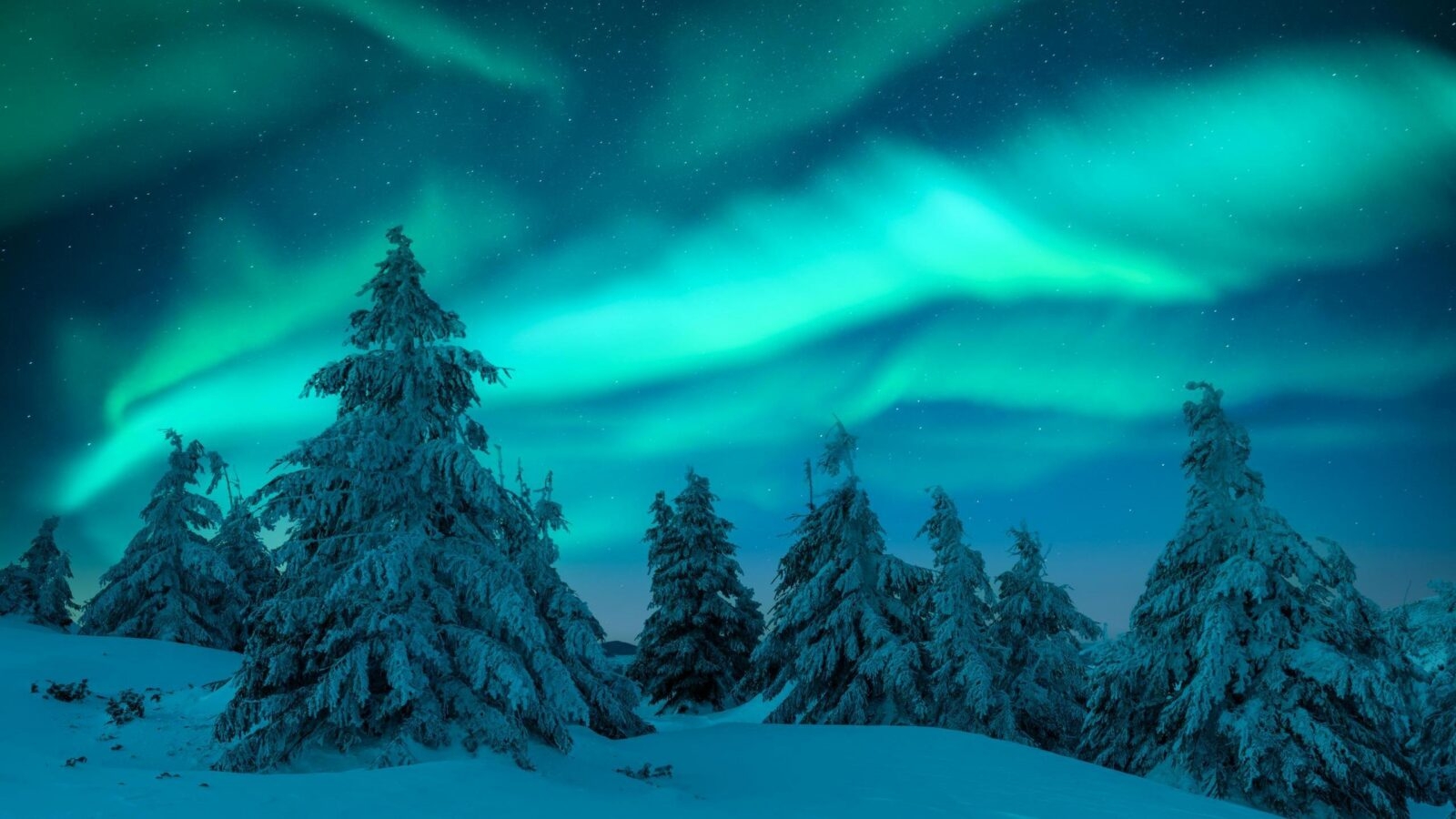 Green northern lights glow in a starry sky over a group of snow-laden pine trees in a winter forest.