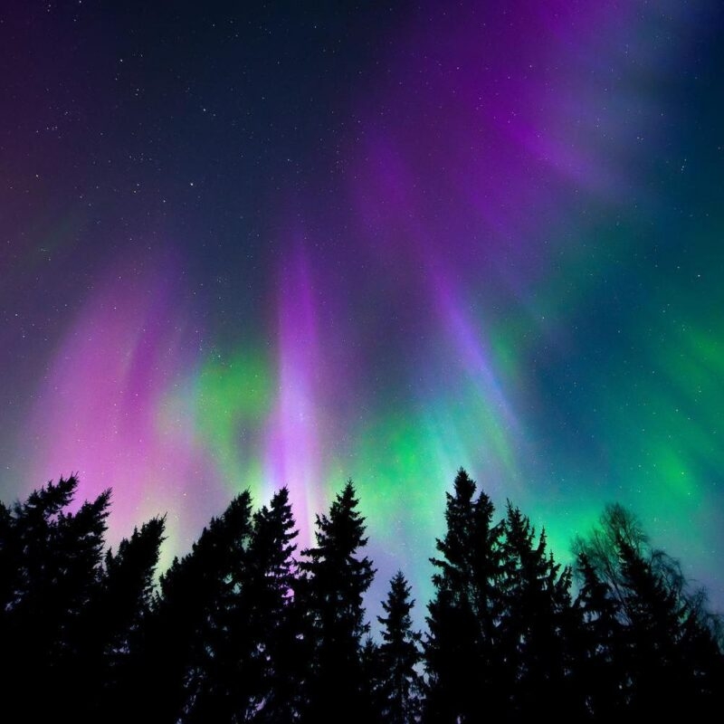 Bright purple and green northern lights dancing in a starry sky above the dark silhouettes of a coniferous forest.