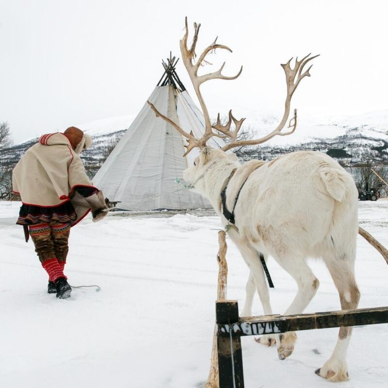 A white reindeer and a person in traditional dress near a conical tent in a snowy field.