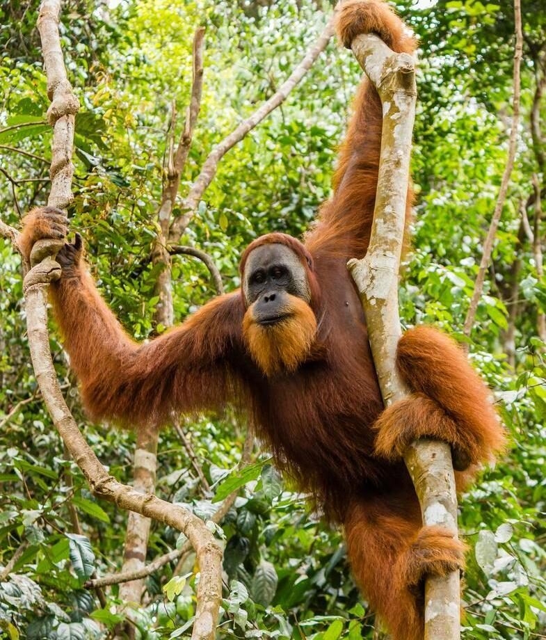 A Bornean orangutan hanging from the tree and Borneo pygmy elephants feeding in the forest greenery of Malaysia.